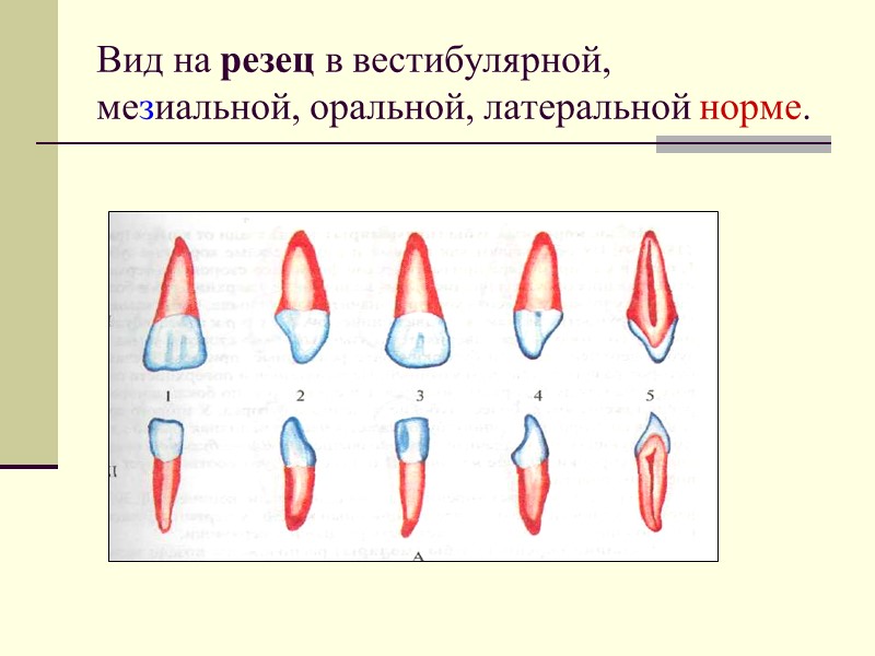 Вид на резец в вестибулярной, мезиальной, оральной, латеральной норме.